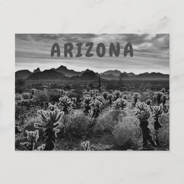 Carte Postale Teddy Bear Cholla Cactus Plante du désert (Devant)