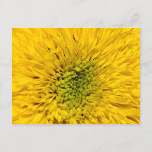 Carte Postale Teddy Bear Sunflower 
