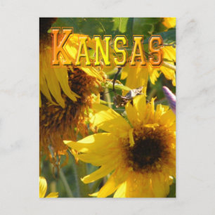 Carte Postale Teddy Bear Sunflowers : Kansas