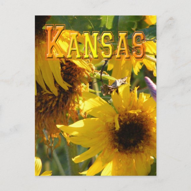 Carte Postale Teddy Bear Sunflowers : Kansas (Devant)