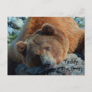 Carte Postale Teddy le Grizz