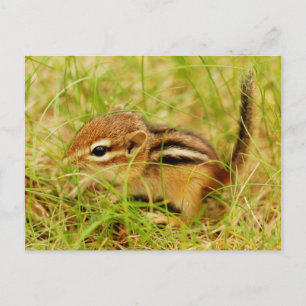 Carte Postale Teeny Tiny Baby Chipmunk