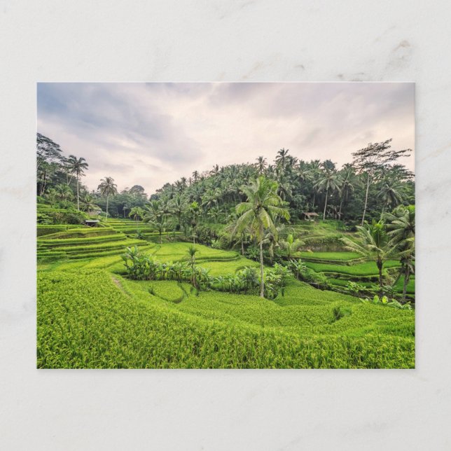 Carte Postale Tegallalang (Devant)
