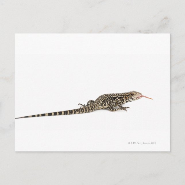 Carte Postale Tegu bleu - Tupinambis merianae (Devant)