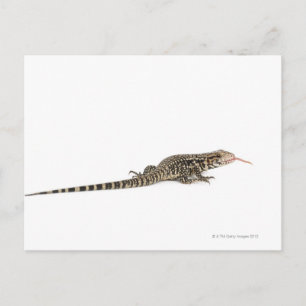 Carte Postale Tegu bleu - Tupinambis merianae