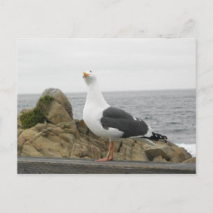 Carte Postale Tellement Drôle Tilletée Tête-Mouette
