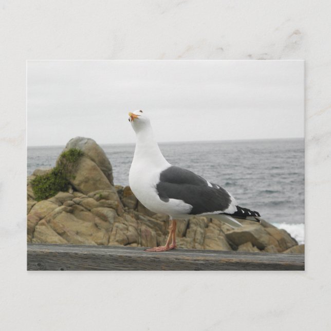 Carte Postale Tellement Drôle Tilletée Tête-Mouette (Devant)