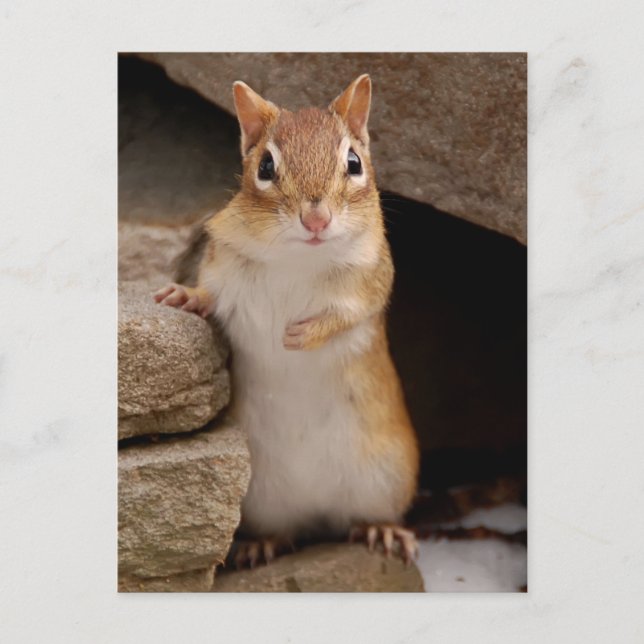 Carte Postale Tellement mignon et curieux Chipmunk (Devant)