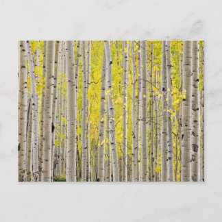 Carte Postale Telluride Aspens...