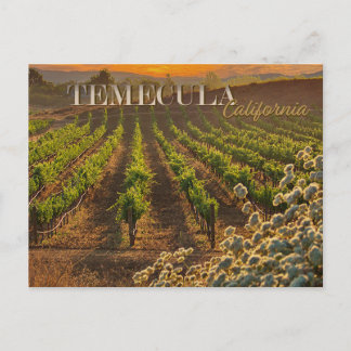 Carte postale Temecula Wine Country Vignoble