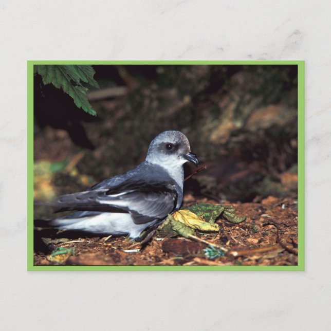 Carte Postale Tempête à queue fourche Petrel, St. (Devant)