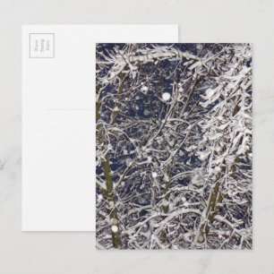 Carte Postale Tempête de blizzard hivernal Photographie d'arbre 