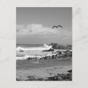 Carte Postale Tempête de Grove du Pacifique en noir et blanc