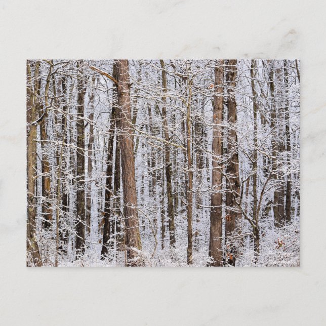 Carte Postale Tempête glaciaire d'hiver dans la forêt (Devant)