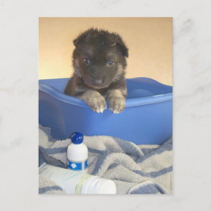 Carte Postale Temps de bain des chiots