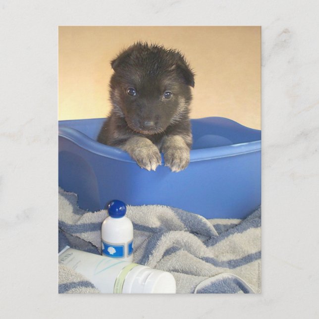 Carte Postale Temps de bain des chiots (Devant)