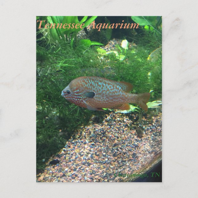 Carte Postale Tennessee Aquarium Postcard (Devant)