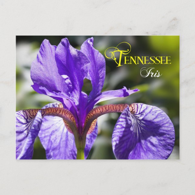 Carte Postale Tennessee State Flower : Iris (Devant)