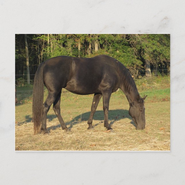 Carte Postale Tennessee Walking Horse (Devant)