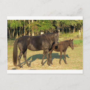Carte Postale Tennessee Walking Horse Mare et Foie