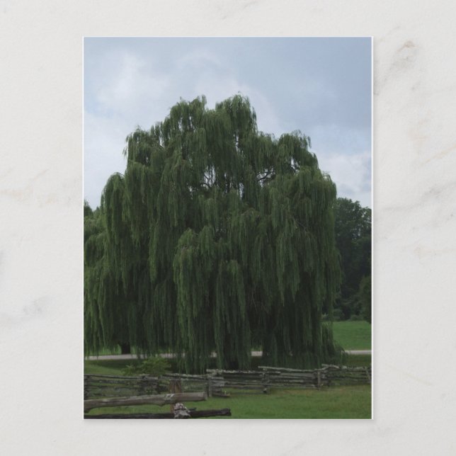 Carte Postale Tennessee Willow Tree (Devant)