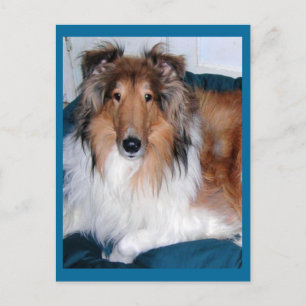 Carte Postale Tennyson-A-collie