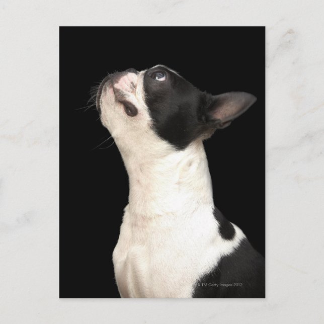 Carte Postale Terlooking up (Devant)