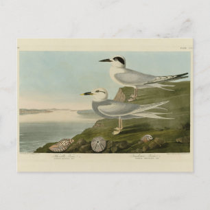 Carte Postale Tern Audubon Birds of America de Havell et Trudeau
