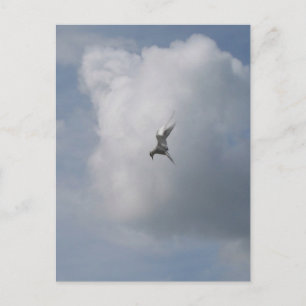 Carte postale Tern in the Sky