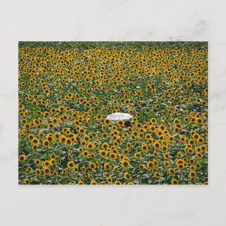 Carte Postale Terrain de tournesol