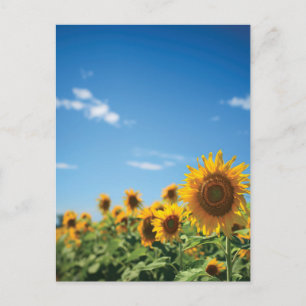 Carte Postale Terrain de tournesol