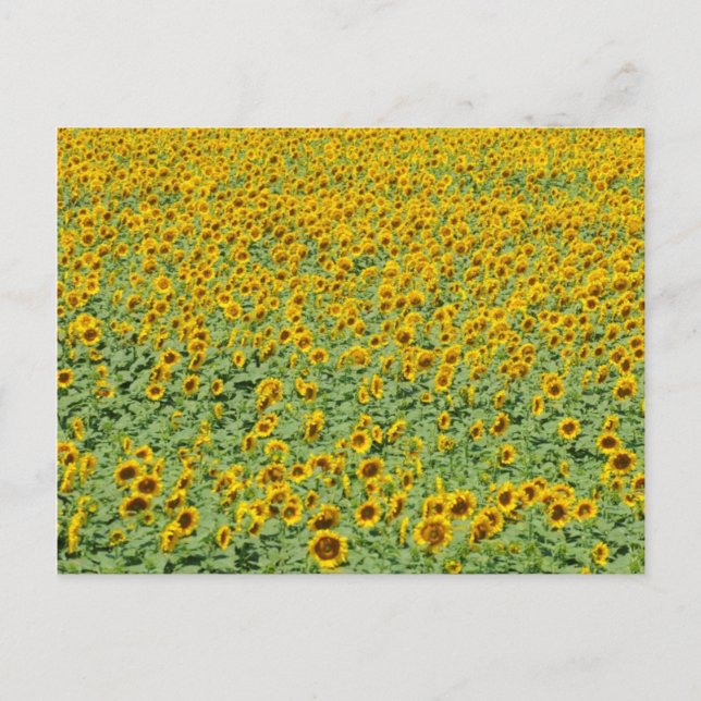 Carte Postale Terrain de tournesol jaune (Devant)