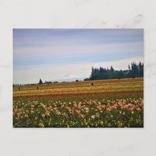 Carte Postale Terrain de tulipe avec Mt Hood, Oregon (Devant)