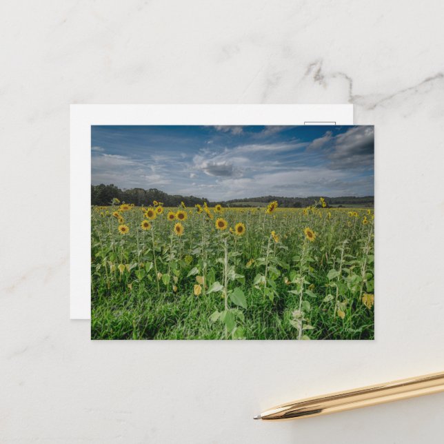 Carte Postale "Terrain tournesol" (Devant/Arrière en situation)