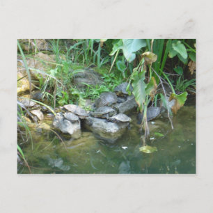 Carte Postale Terrapins, Giardini, Venise