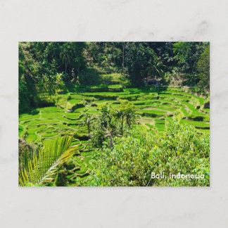 Carte Postale Terrasses de riz de Bali, Indonésie