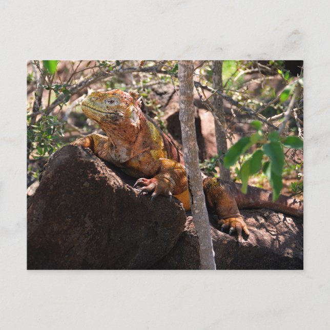 Carte Postale Terre Iguana, île de Seymour Nord, Galapagos (Devant)