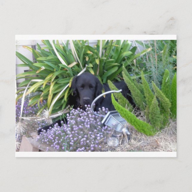 Carte Postale Terre-Neuve Chien et Fleurs 156 (Devant)