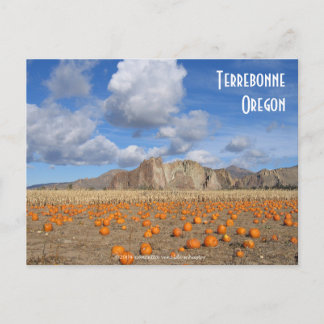 Carte Postale Terrebonne Pumpkins