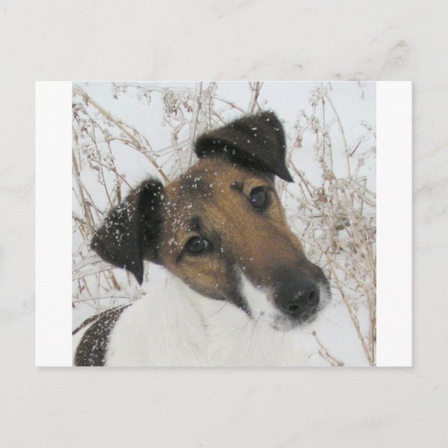 Carte Postale terrier à fox lisse (Devant)