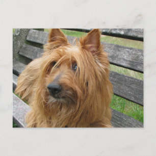 Carte Postale terrier australien sur banc.png