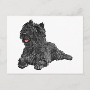Carte Postale Térrier Black Cairn