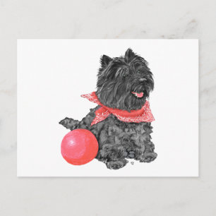 Carte Postale Terrier Black Cairn avec Balle