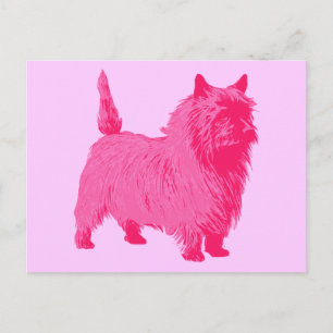 Carte Postale Terrier Cairn Rose
