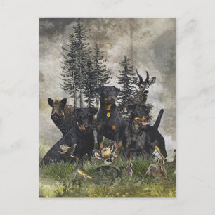 Carte Postale Terrier de chasse allemand (Jagdterrier)