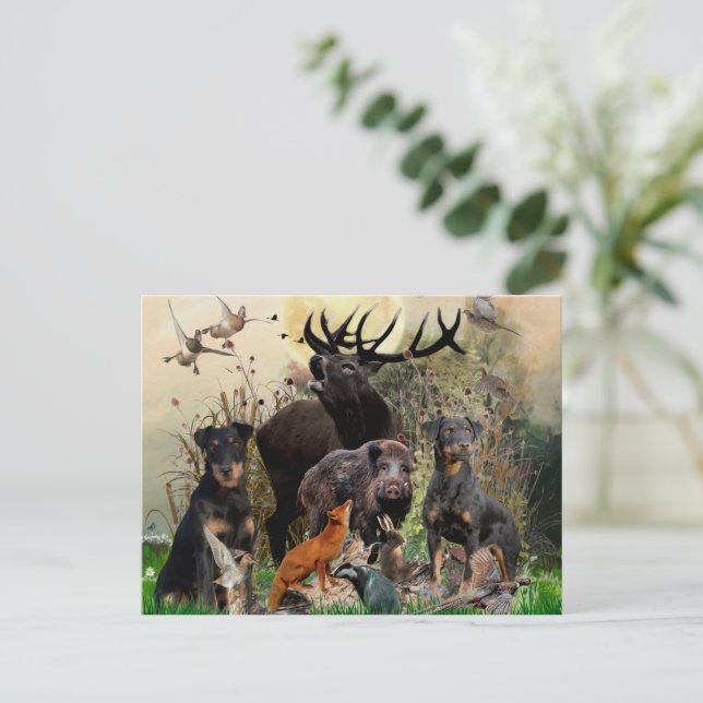 Carte Postale Terrier de chasse allemand (Jagdterrier) (Debout devant)