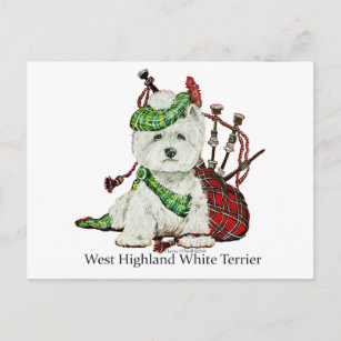 Carte Postale Terrier de West Highland