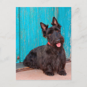 Carte Postale Terrier écossais assis près d'une porte colorée