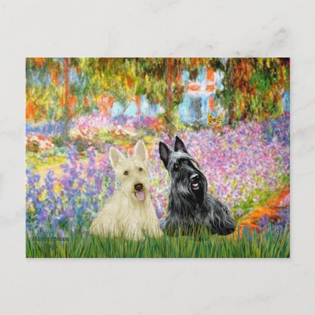 Carte Postale Terrier écossais (deux NB) - Jardin (Devant)