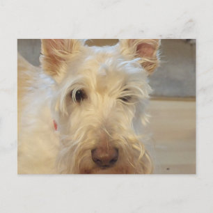 Carte Postale Terrier écossais roux
